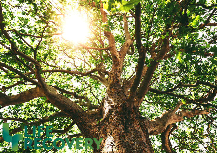 12 Steps to Growing Your Faith