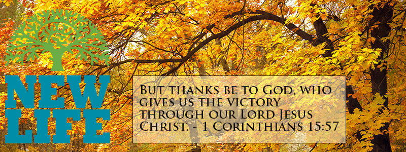 Giving Thanks – Day 14: Cultivate a Heart of Gratitude Part 4