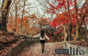 Ease Into Autumn: 8 Daily Steps for Recovery